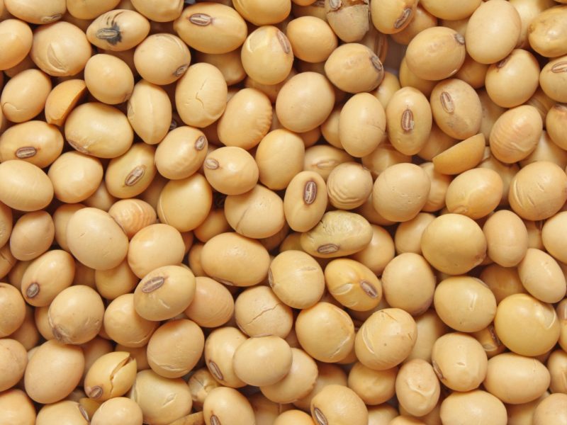 RLI Soy Beans